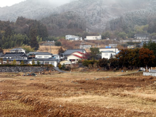 田老漁港のワカメの加工